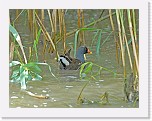 liejukana Common Moorhen * 2044 x 1559 * (1.88MB)